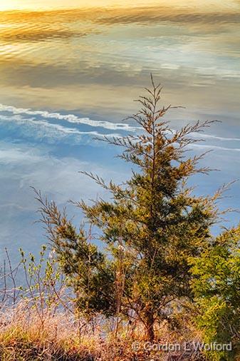 Otter Lake Pine_23159.jpg - Photographed near Lombardy, Ontario, Canada.